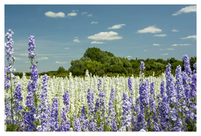 An amazing vista of colour.... Late June to early August, the Delphinium Flower Fields at Wick are open to visit. They are recorded in the Guinness Book of Records as the largest carpet of flowers.